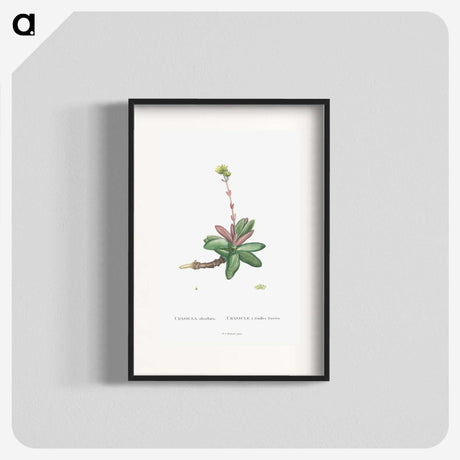 2-4_Histoire-des-Plantes-Grasses_blk
