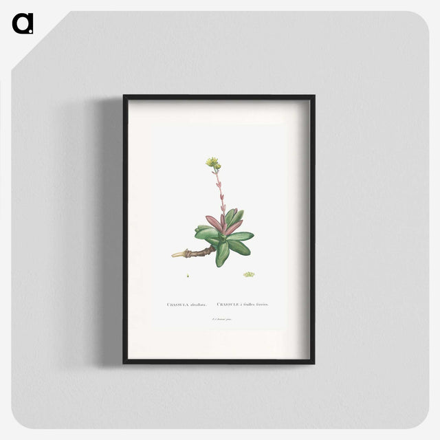 2-4_Histoire-des-Plantes-Grasses_blk