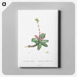 2-4_Histoire-des-Plantes-Grasses_canvas