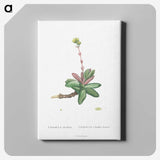 2-4_Histoire-des-Plantes-Grasses_canvas