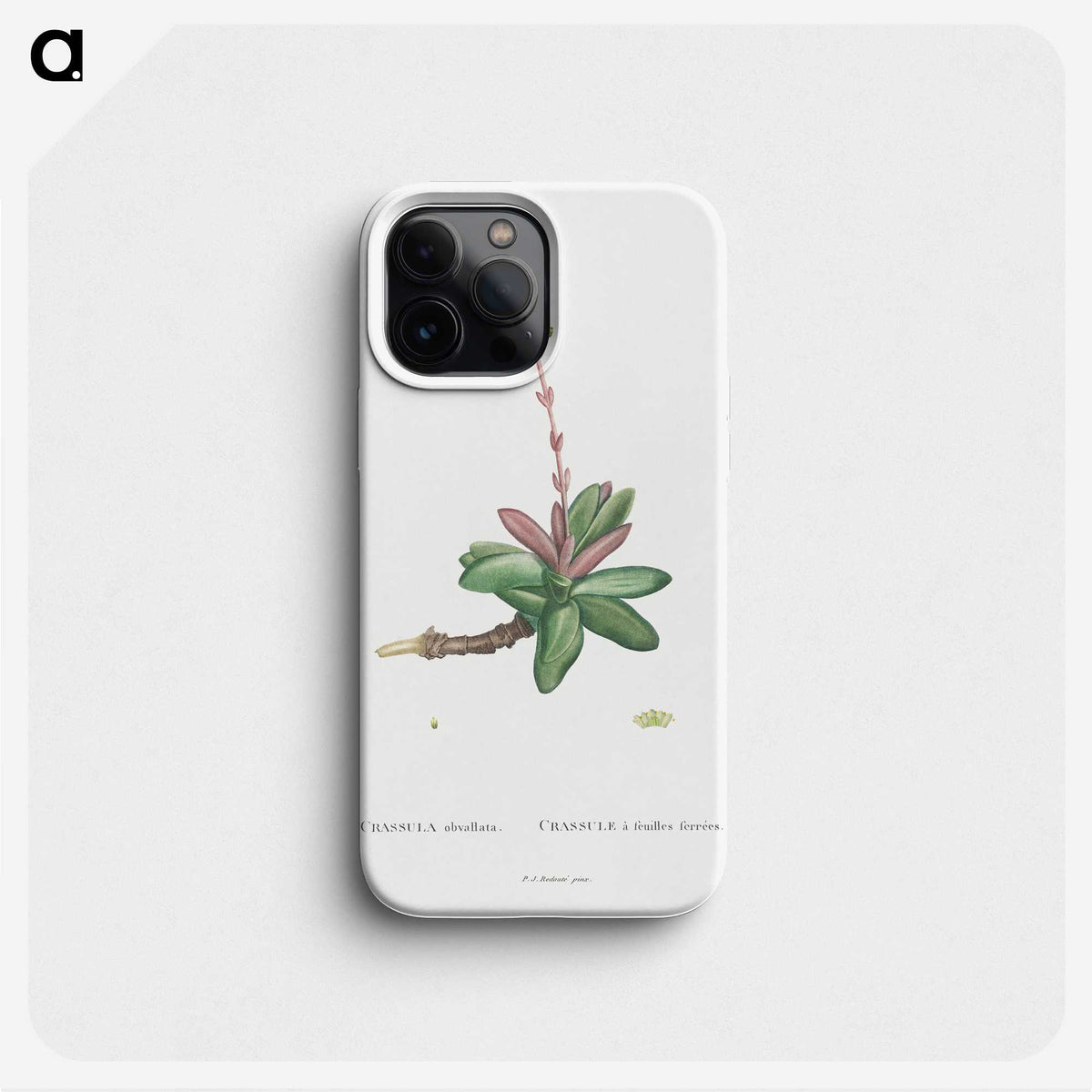 2-4_Histoire-des-Plantes-Grasses_phone