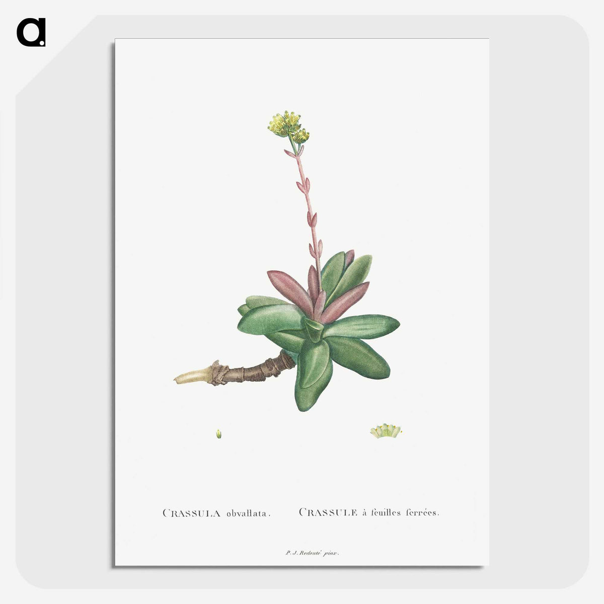 2-4_Histoire-des-Plantes-Grasses_picture-crop