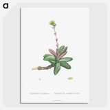 2-4_Histoire-des-Plantes-Grasses_picture-crop