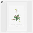 2-4_Histoire-des-Plantes-Grasses_picture