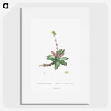 2-4_Histoire-des-Plantes-Grasses_picture