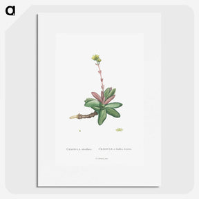 2-4_Histoire-des-Plantes-Grasses_picture