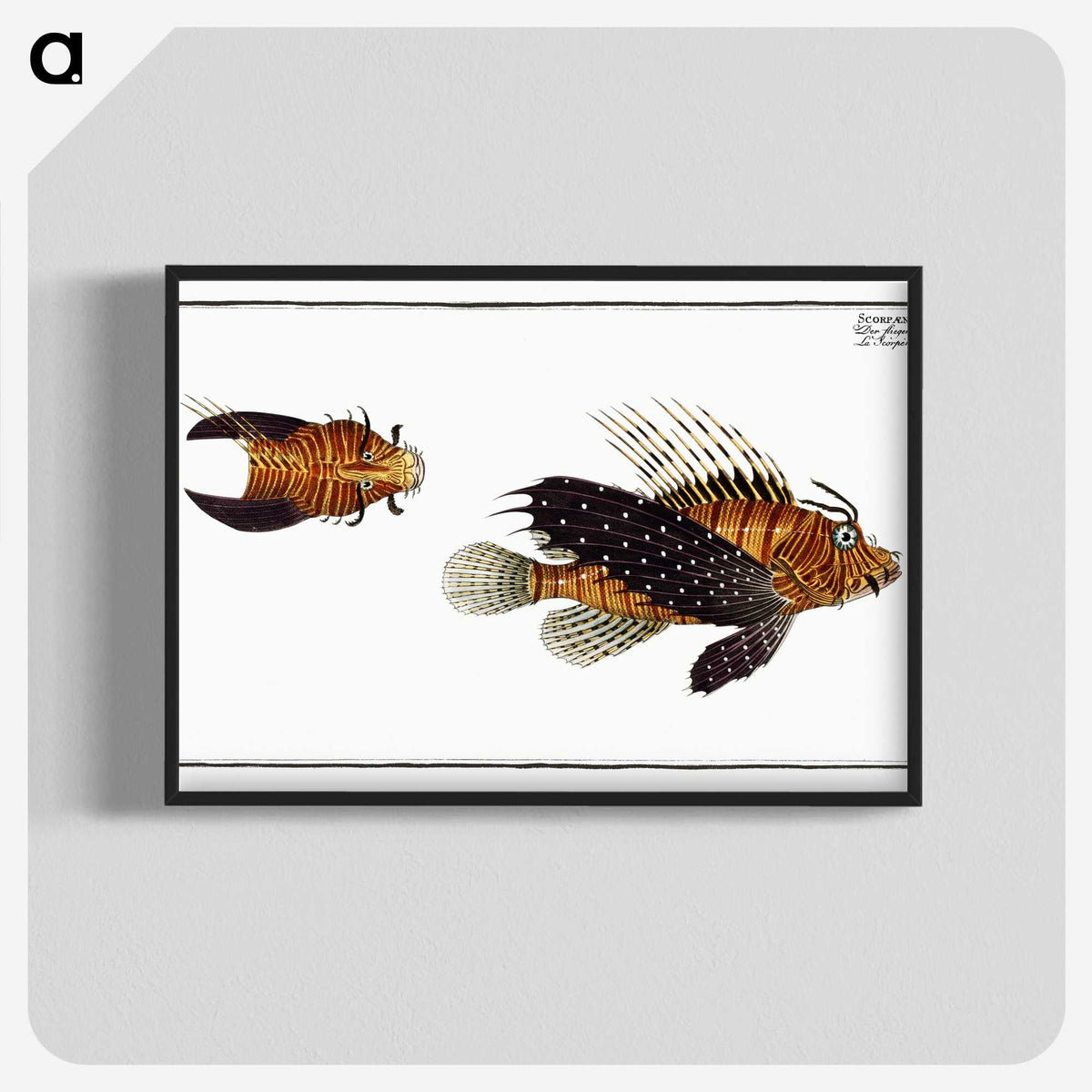 2-4_Ichtyologie-ou-Histoire-naturelle_blk-crop