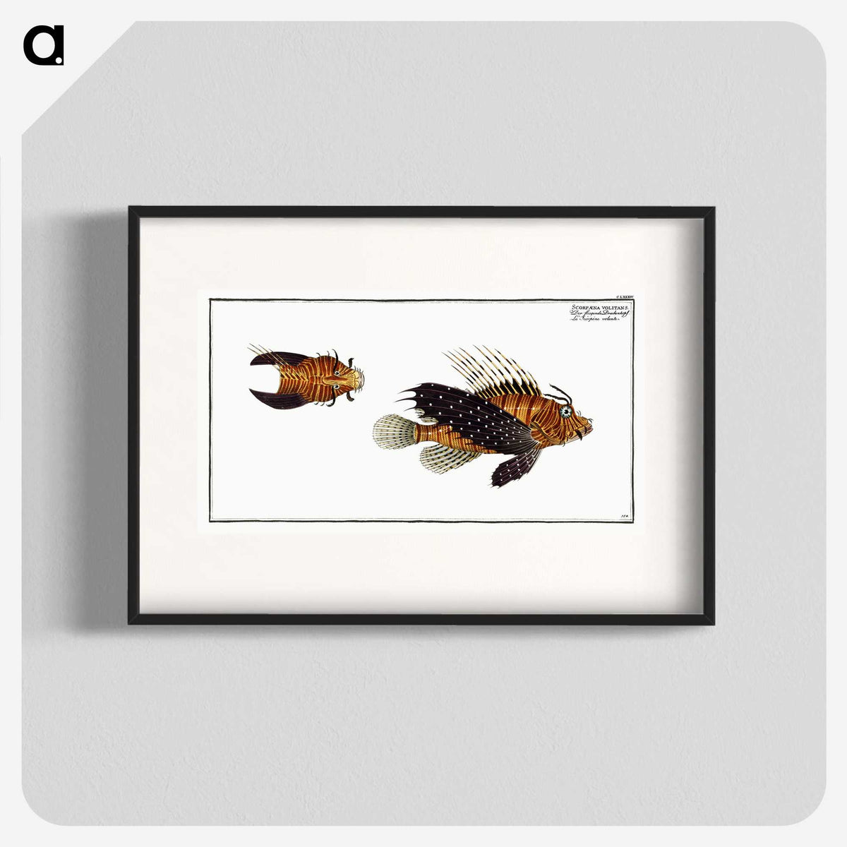 2-4_Ichtyologie-ou-Histoire-naturelle_blk
