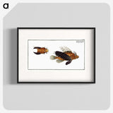 2-4_Ichtyologie-ou-Histoire-naturelle_blk