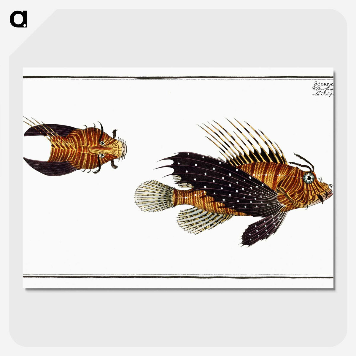 2-4_Ichtyologie-ou-Histoire-naturelle_picture-crop