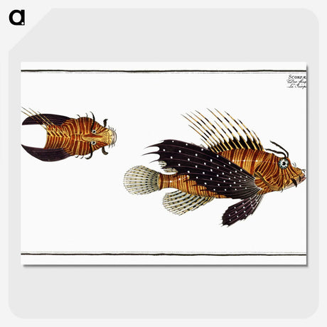 2-4_Ichtyologie-ou-Histoire-naturelle_picture-crop