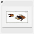 2-4_Ichtyologie-ou-Histoire-naturelle_picture