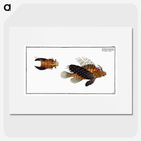 2-4_Ichtyologie-ou-Histoire-naturelle_picture