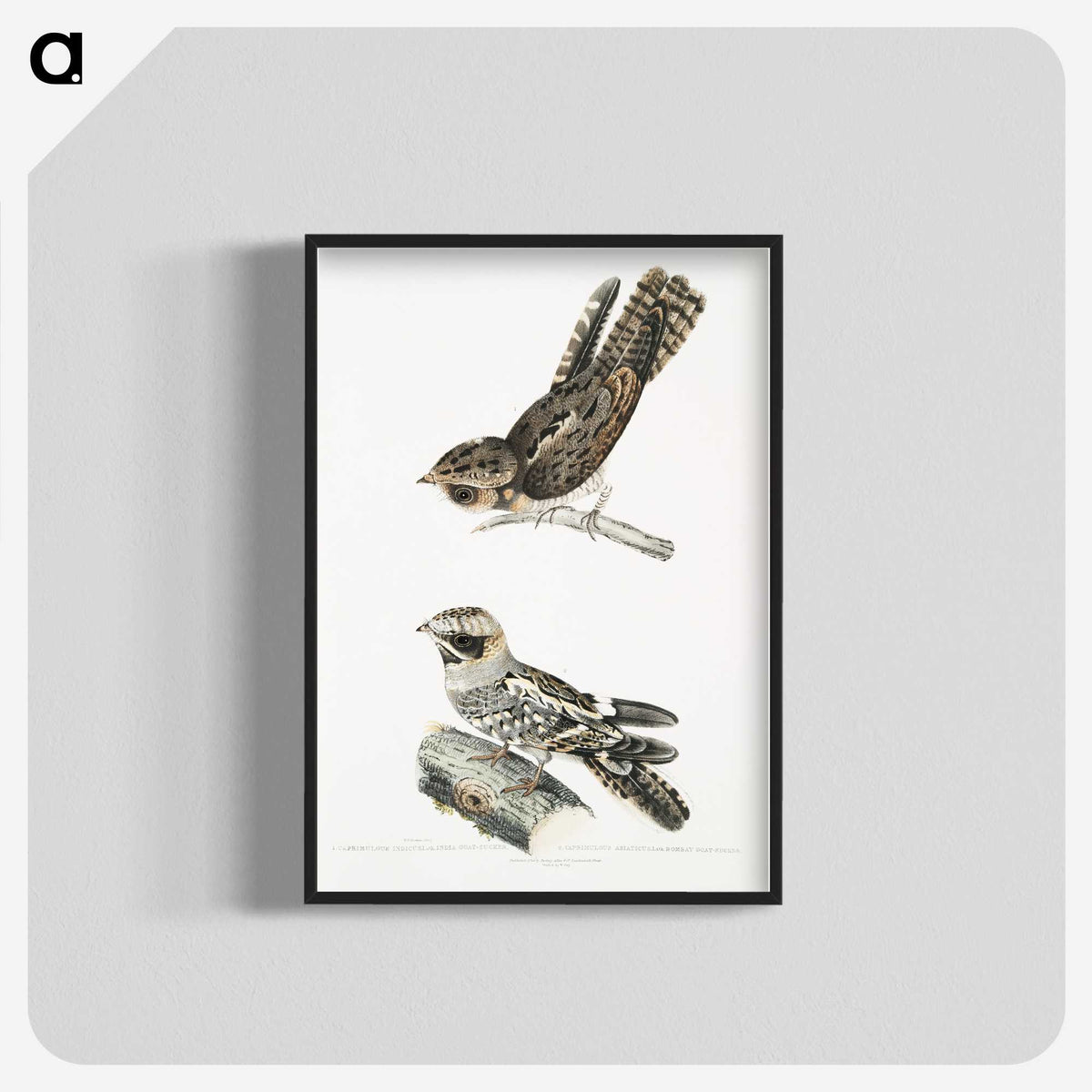 2-4_Indian-Zoology_blk-crop