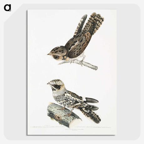 2-4_Indian-Zoology_picture-crop