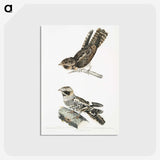 2-4_Indian-Zoology_postcard