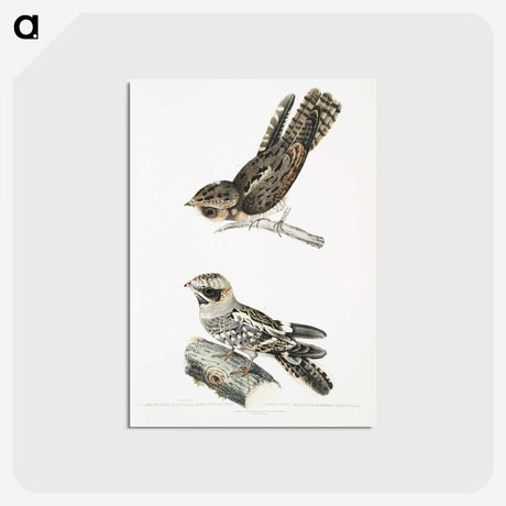 2-4_Indian-Zoology_postcard