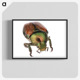 2-4_Insects-Unlocked-Project_blk-crop
