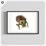 2-4_Insects-Unlocked-Project_blk