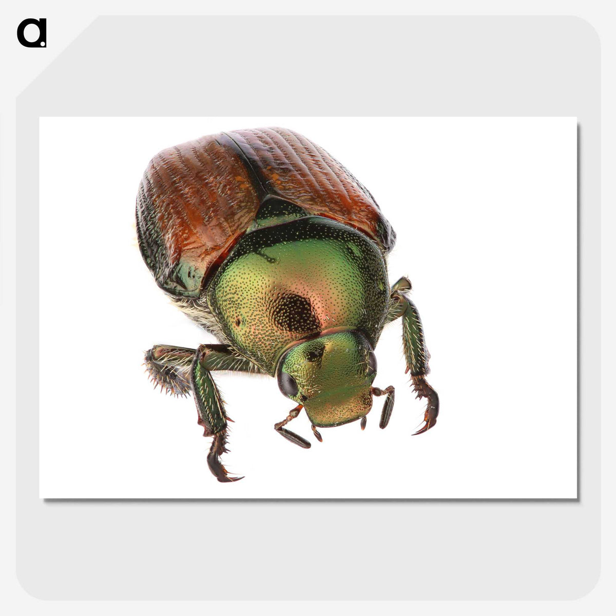 2-4_Insects-Unlocked-Project_picture-crop