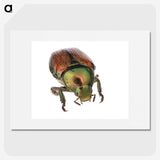 2-4_Insects-Unlocked-Project_picture