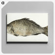 2-4_Jean-Bernard_canvas