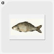アートポストカード-Fish - ジャン ベルナール Postcard.