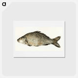 アートポストカード-Fish - ジャン ベルナール Postcard.