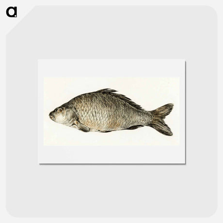 アートポストカード-Fish - ジャン ベルナール Postcard.