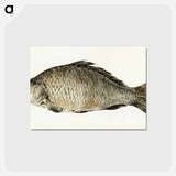 アートポストカード-Fish - ジャン ベルナール Postcard.