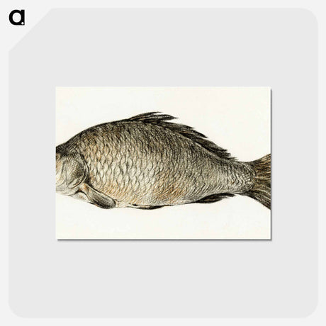 アートポストカード-Fish - ジャン ベルナール Postcard.
