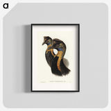 2-4_John-Gould_blk