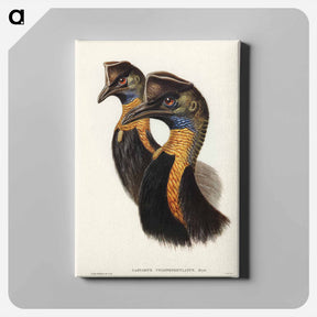 アートパネル-One-Carunculated Cassowary
 - ジョン グールド Canvas.