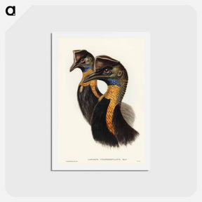 アートポストカード-One-Carunculated Cassowary
 - ジョン グールド Postcard.