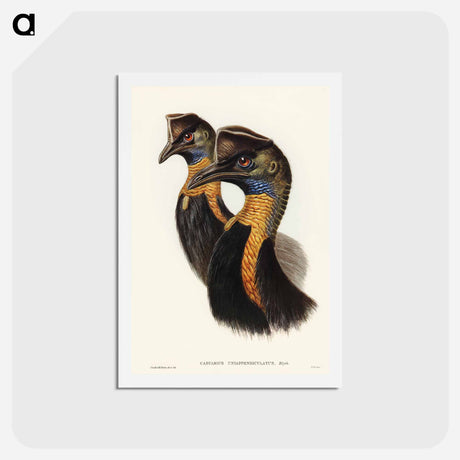 アートポストカード-One-Carunculated Cassowary
 - ジョン グールド Postcard.