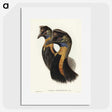 2-4_John-Gould_picture