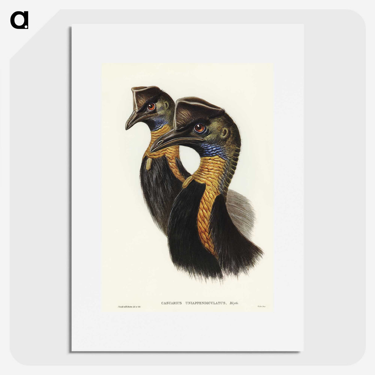 2-4_John-Gould_picture