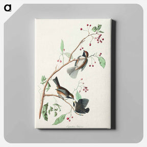 アートパネル-Canadian Titmouse
 - ジョン ジェームス オーデュボン Canvas.