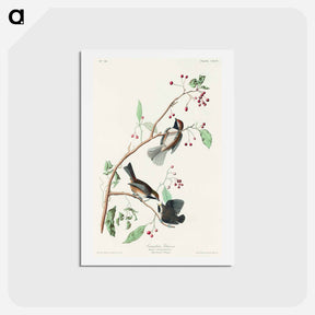 アートポストカード-Canadian Titmouse
 - ジョン ジェームス オーデュボン Postcard.