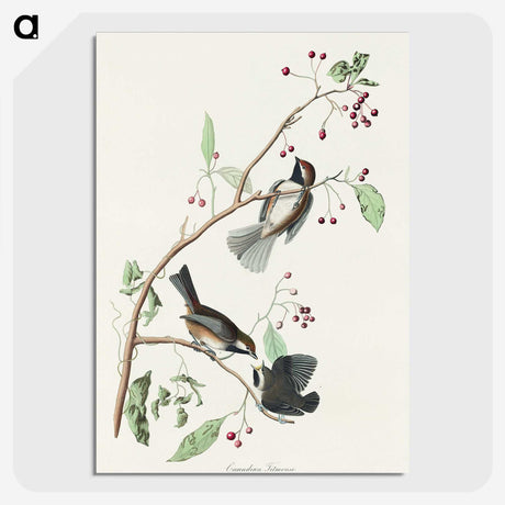 2-4_John-James-Audubon_picture-crop