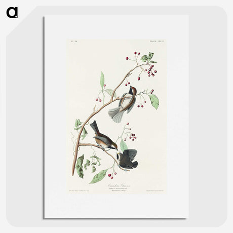 2-4_John-James-Audubon_picture