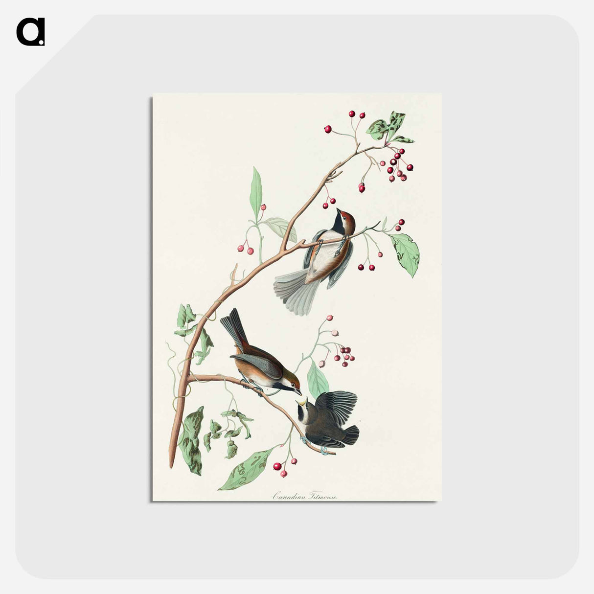 Canadian Titmouse
 - ジョン ジェームス オーデュボン Postcard.