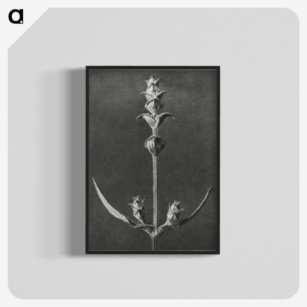 2-4_Karl-Blossfeldt_blk-crop