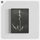 2-4_Karl-Blossfeldt_blk-crop