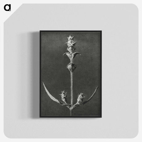 2-4_Karl-Blossfeldt_blk-crop