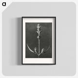 2-4_Karl-Blossfeldt_blk
