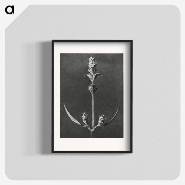 2-4_Karl-Blossfeldt_blk