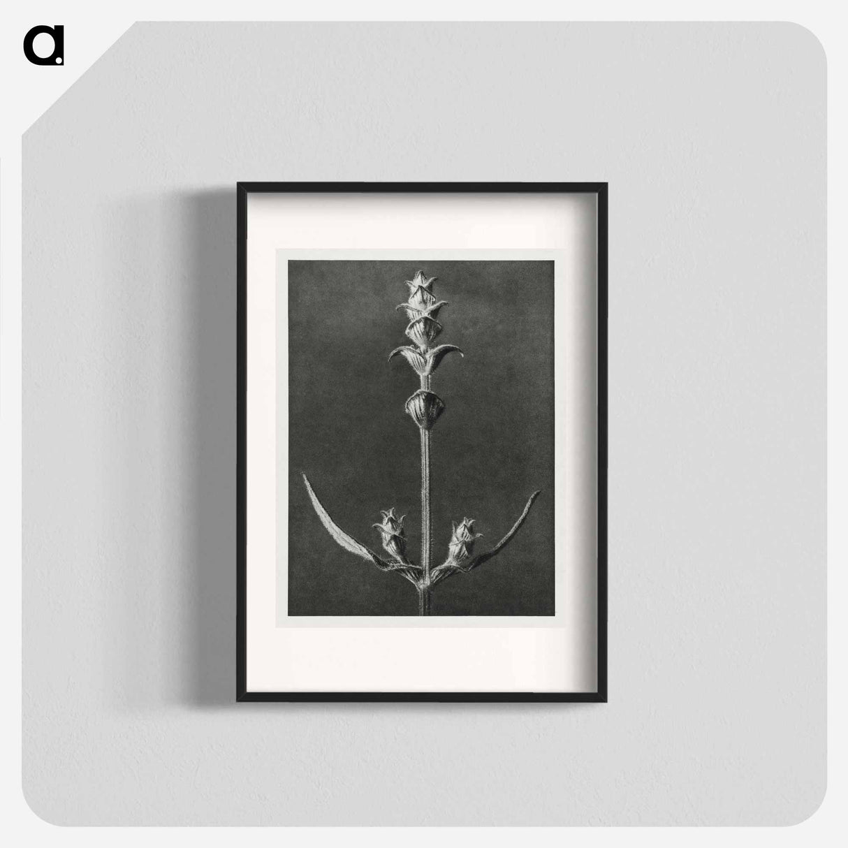 Salvia enlarged 5 times from Urformen der Kunst by Karl Blossfeldt - カール ブロスフェルト Poster.