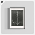アートポスター-Salvia enlarged 5 times from Urformen der Kunst by Karl Blossfeldt - カール ブロスフェルト Poster.
