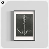 アートポスター-Salvia enlarged 5 times from Urformen der Kunst by Karl Blossfeldt - カール ブロスフェルト Poster.